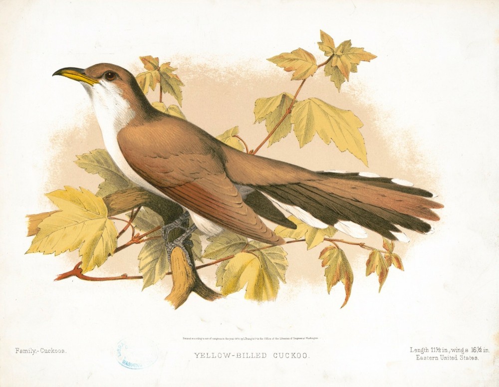 9597.Decoration Poster.Room Wall art.Home decor.Cuckoo bird.Science.Nature art