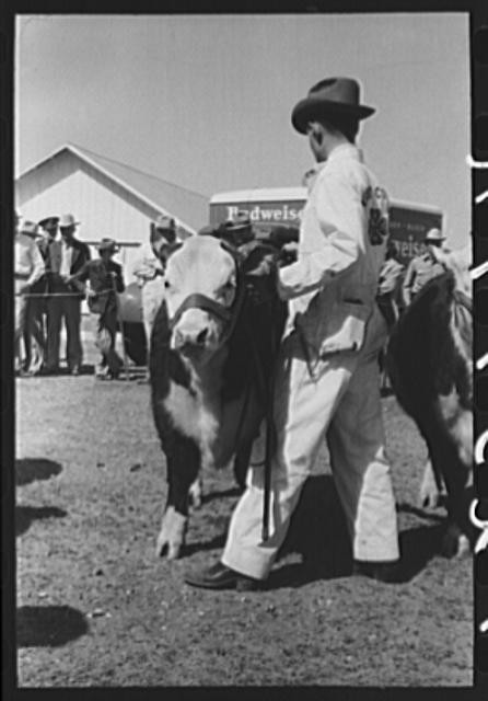 Photo:San Angelo Texas 1940 Fat Stock Show Hereford Steer Judging Cowboys