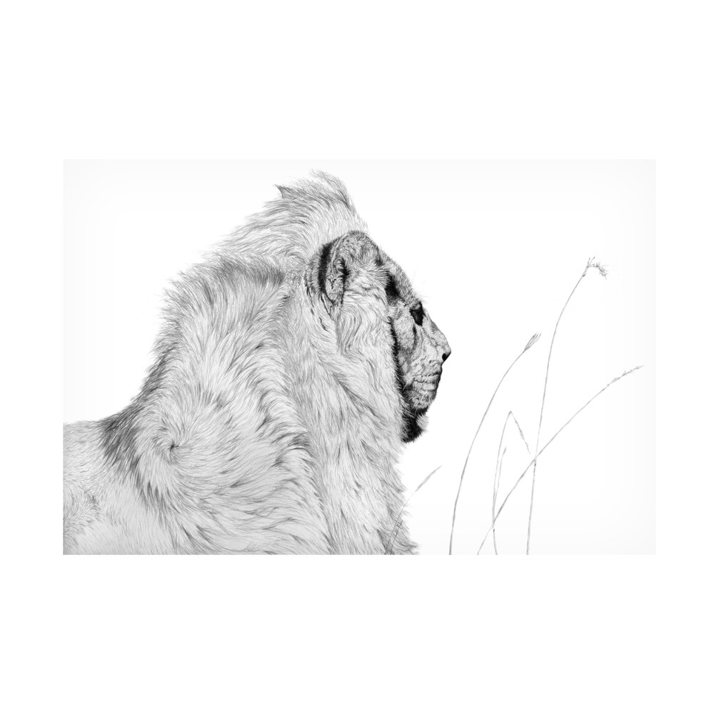Canvas Wall Art - Darlene Pavlovich 'Magnificence In Repose' Wall Art for Liv...