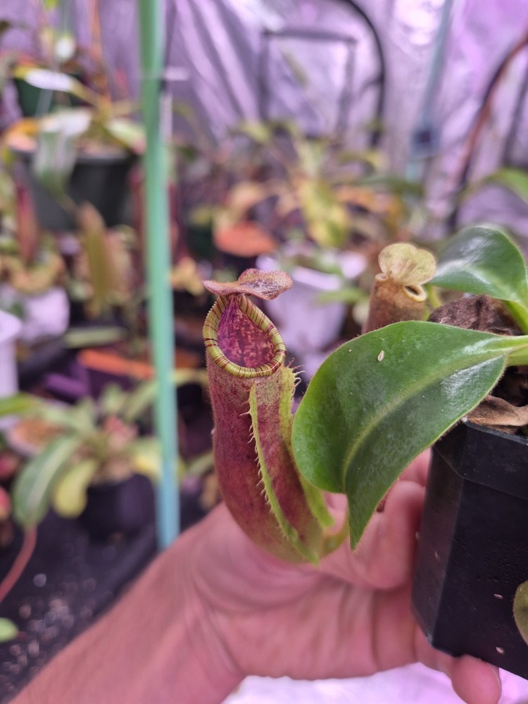 Nepenthes (LVB) x Veitchii 'Candy Dreams' SG