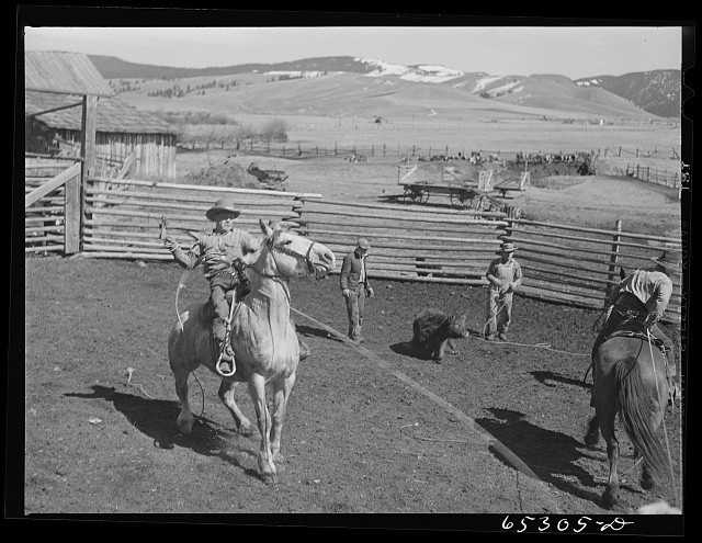 Bitterroot Valley Montana 1942 Bull Castration Ranch Cowboys Rodeo Scene