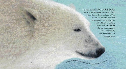 Ice Bear: In the Steps of the Polar ..., Davies, Nicola