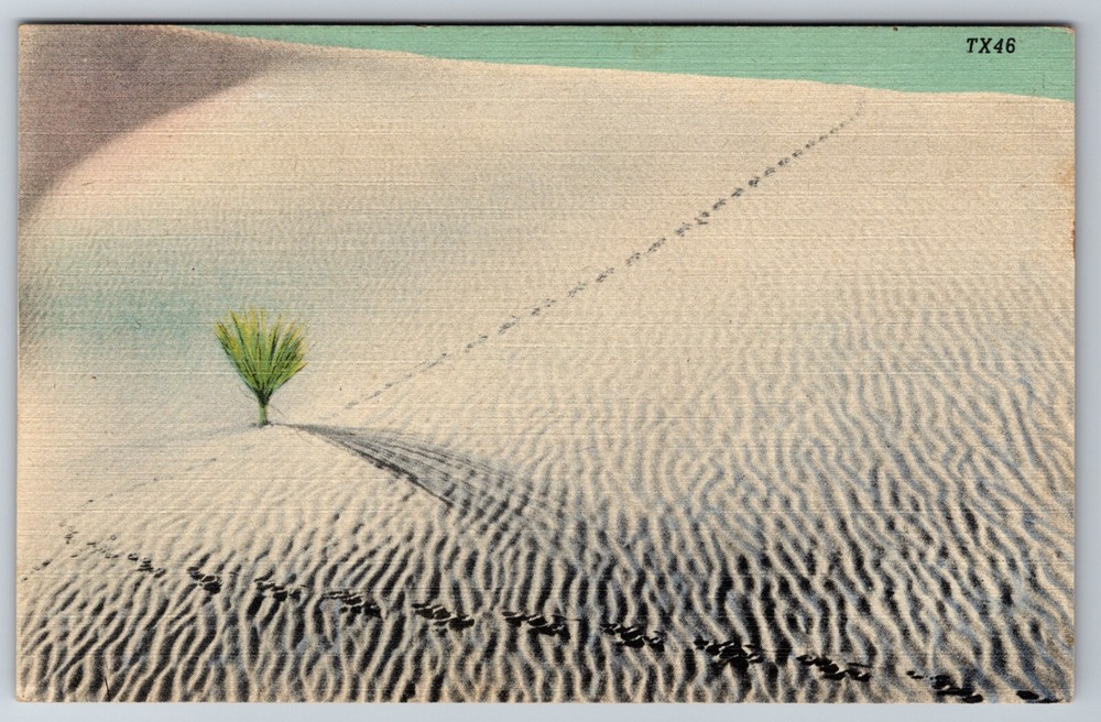 Great White Sands National Monument New Mexico NM Desert Landscape Postcard