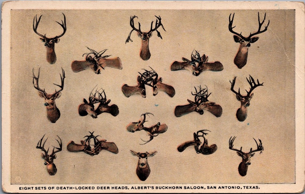 1915 Albert's Buckhorn Saloon San Antonio TX Death-Locked Deer Heads Postcard