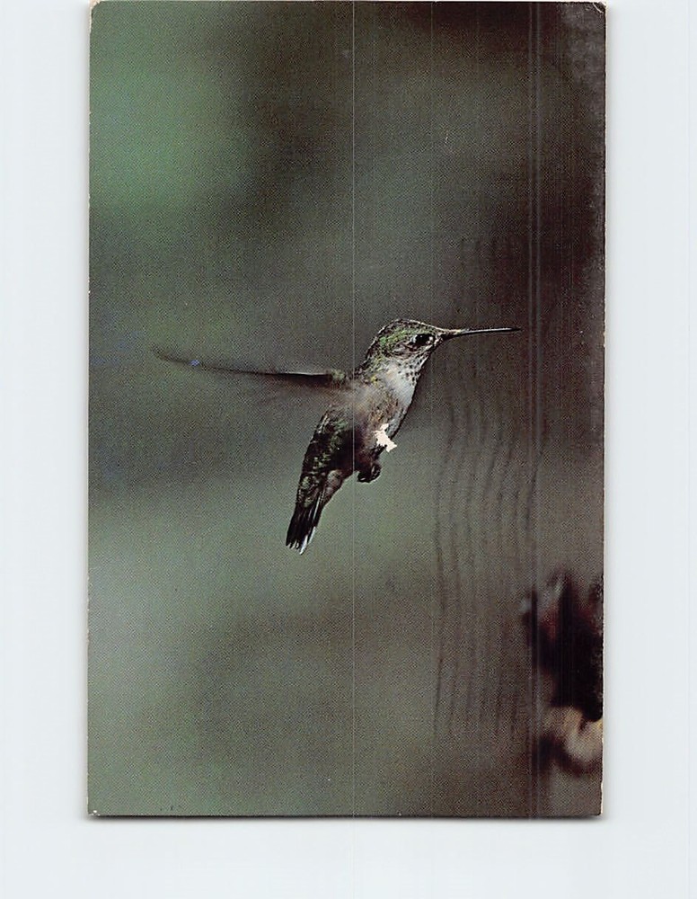 Postcard Hummingbird