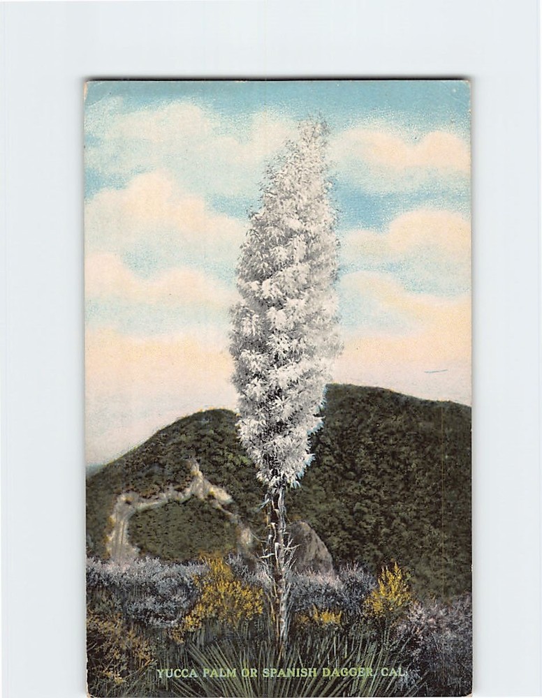 Postcard Yucca Palm or Spanish Dagger California USA