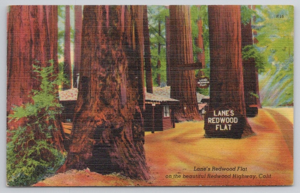 Lane's Redwood Flat Calif Vintage Postcard Redwood Highway Trees & Cabins