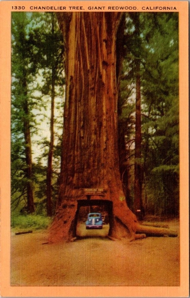 Chandelier Tree Drive-Thru Redwood California Vintage Postcard