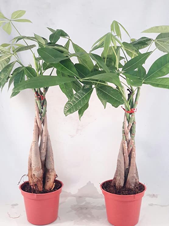 Set Of 2 Pachira Aquatica Bonsai Tree Money Feng Shui Live Plants Potted