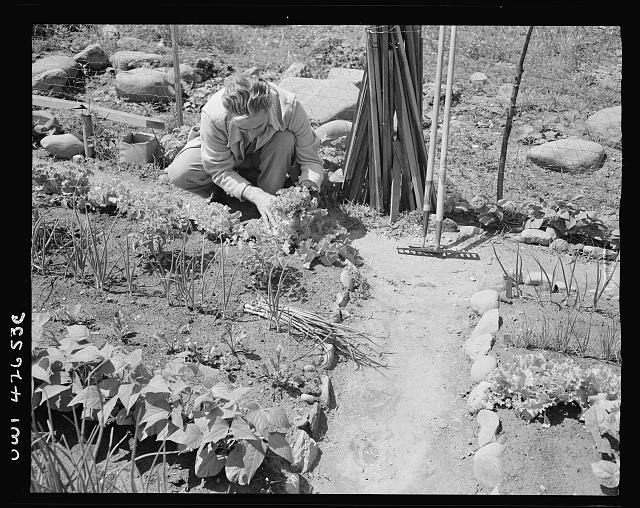 Photo:New York City Queens Forest Hills 1944 Victory Gardening Woman
