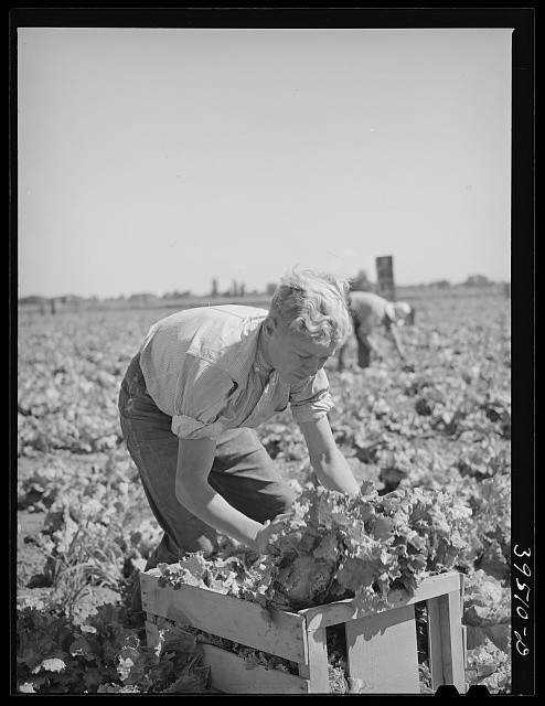 Canyon County Idaho 1941 Lettuce Harvest Worker Crating Produce Field