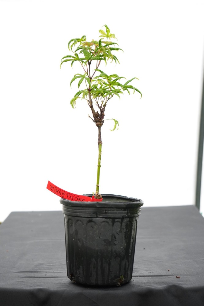 Acer palmatum 'Bloody Talons' Japanese Maple 1 gallon-image