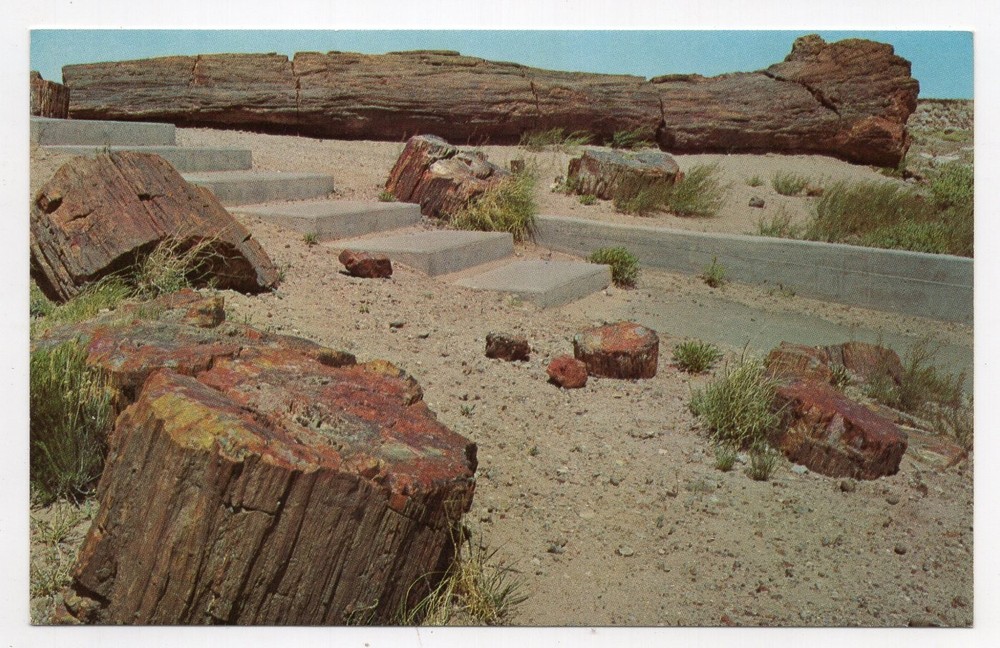 1970s? Chrome - CLOSEOUT - Old Faithful Log, Petrified Forest N M - Arizona