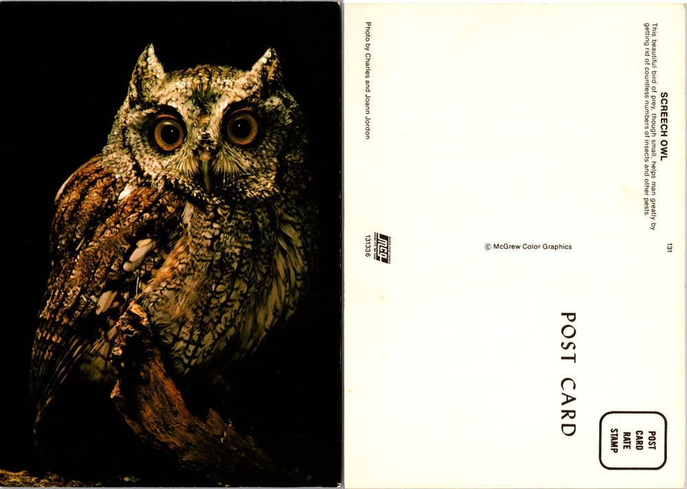 Continental Screech Owl Night Portrait Postcard
