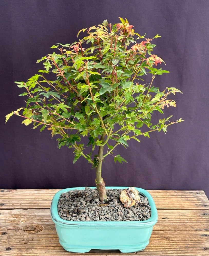 Koto Maura Japanese Maple 14