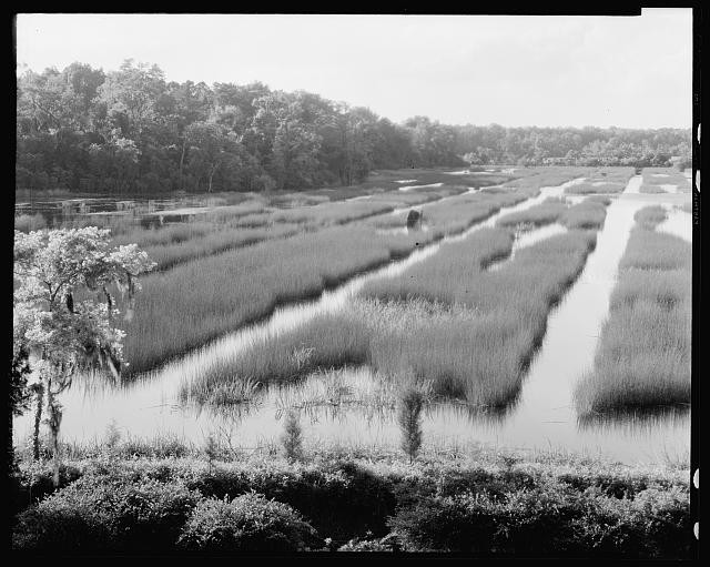Photo:Moncks Corner South Carolina Mulberry Marshes 1938