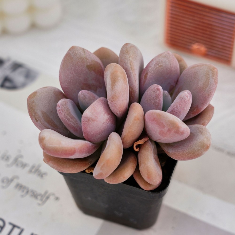 3'' Graptoveria Pink Egg, Live Succulent Plants,Rare Plants