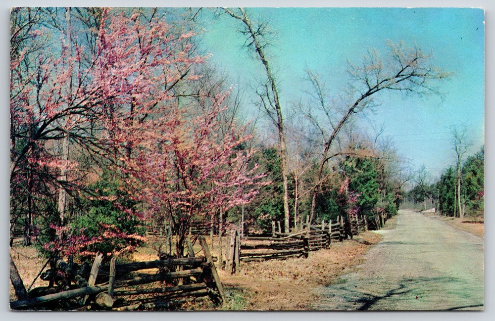 Lebanon Tennessee~Cedars Of Lebanon State Park~Rustic Fence~Vintage Postcard