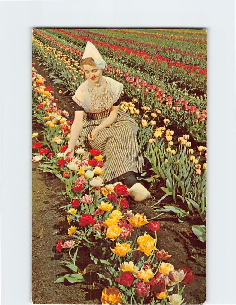 Postcard Annual Tulip Festival in May Holland Michigan USA North America