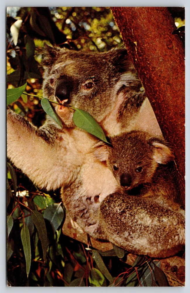 Animal~Koala & Baby In Tree San Diego Zoo~Vintage Postcard