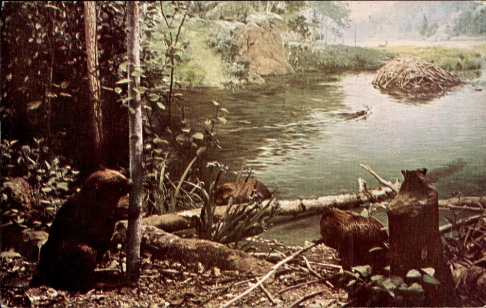 American Beaver display ~ Chicago Natural History Museum ~ Illinois IL