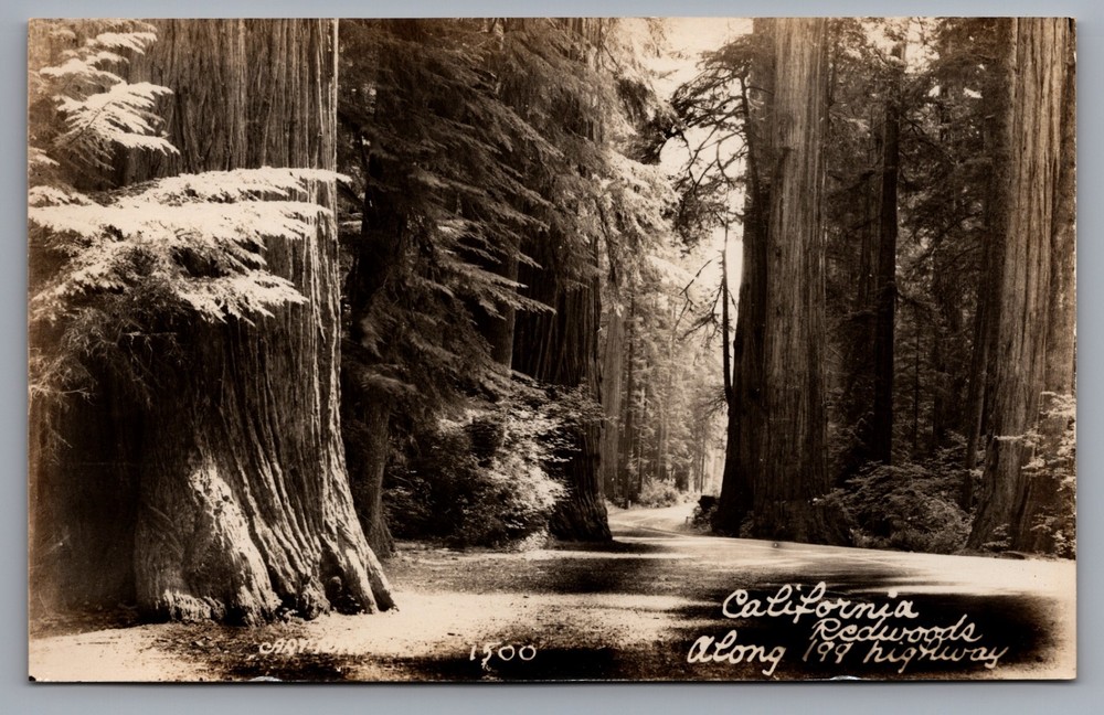 Redwood Trees Hwy 199 Redwood Highway California CA RPPC Photo Postcard 1950s