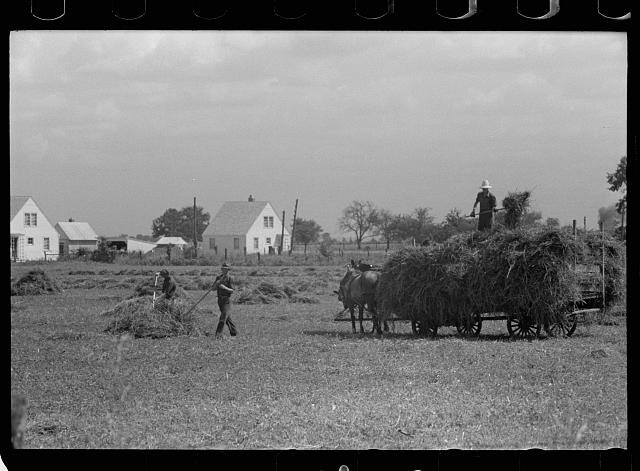 Photo:1930s Farm Hay Harvest Horse Wagon Rural Workers