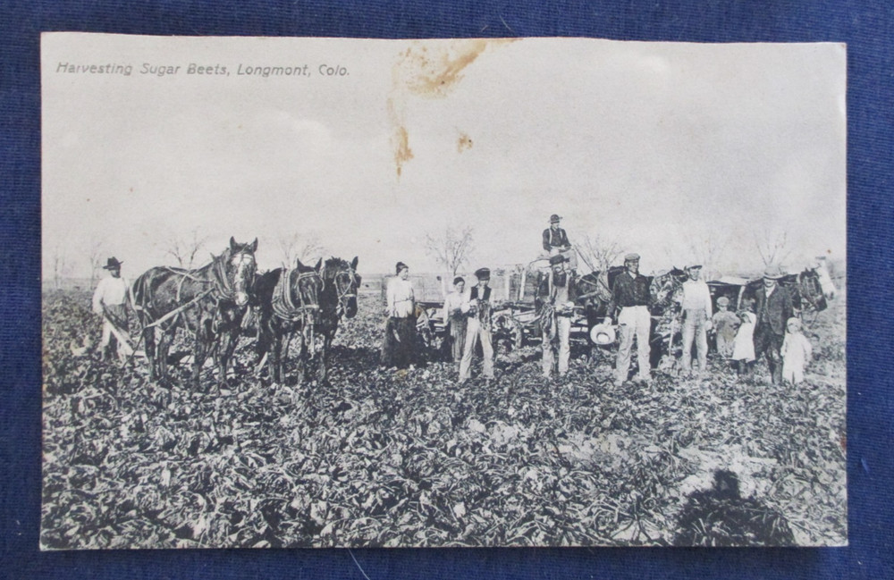 ca1910 Longmont Colorado Sugar Beet Harvest & Workers Postcard