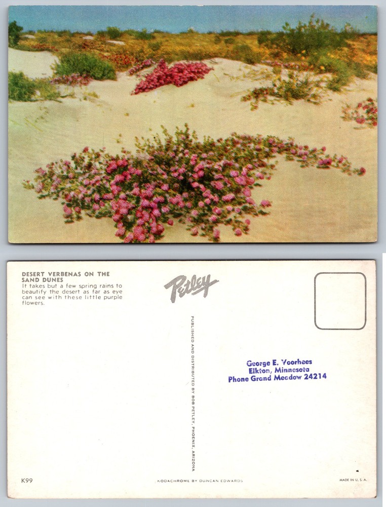 Desert Verbenas Sand Dunes Postcard