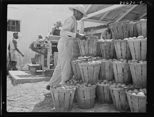 Photo:Cambridge Maryland 1941 Lennord Cannery Tomatoes Ready for Canning