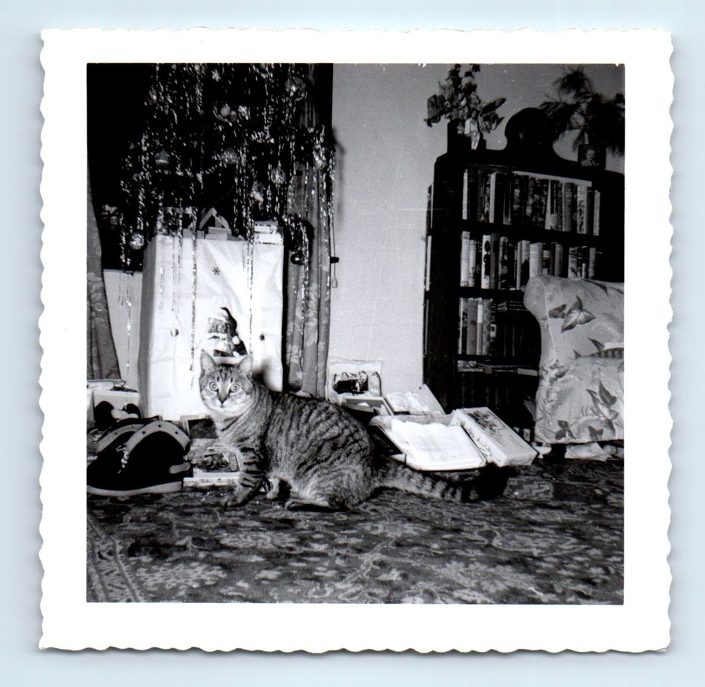 Old Vintage Square Photo SURPRISED CAT CHRISTMAS TREE TINSEL SANTA CLAUS