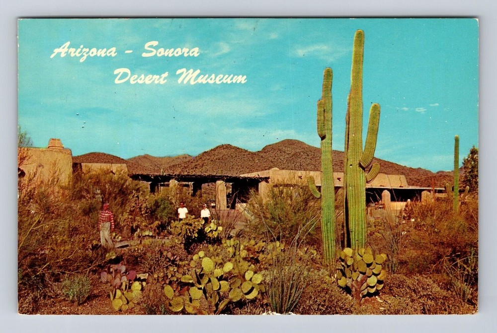 AZ-Arizona, Sonora Desert Museum, Antique, Vintage Souvenir Postcard