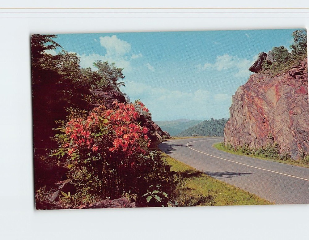 Postcard Flame Azaleas Along the Blue Ridge Parkway Virginia-North Carolina USA
