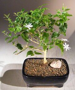 8 yo Downy Jasmine Bonsai Tree Purifies Air Flowering Indoor 10