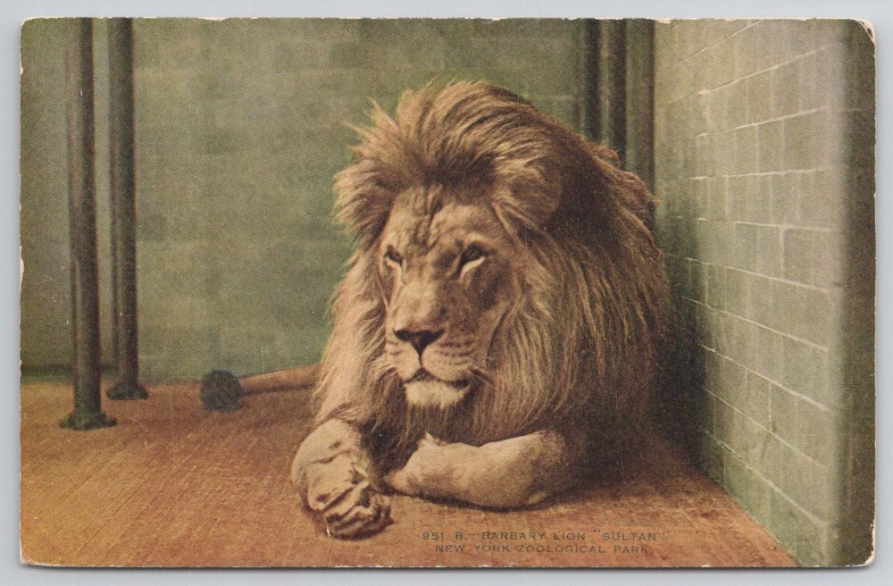 Vintage Barbary Lion Sultan New York Zoological Park Postcard