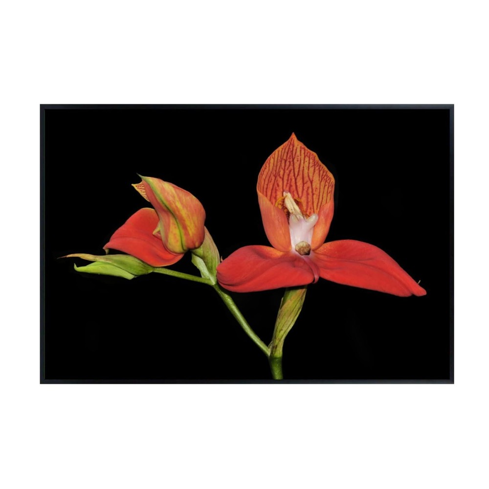 Disa Uniflora Orchid Botanical Print – Elegant Red Floral Wall Art Poster