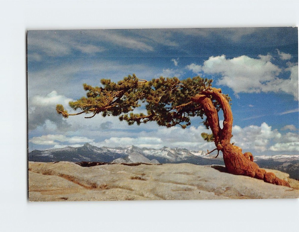 Postcard Jeffrey Pine Sentinel Dome Yosemite National Park California