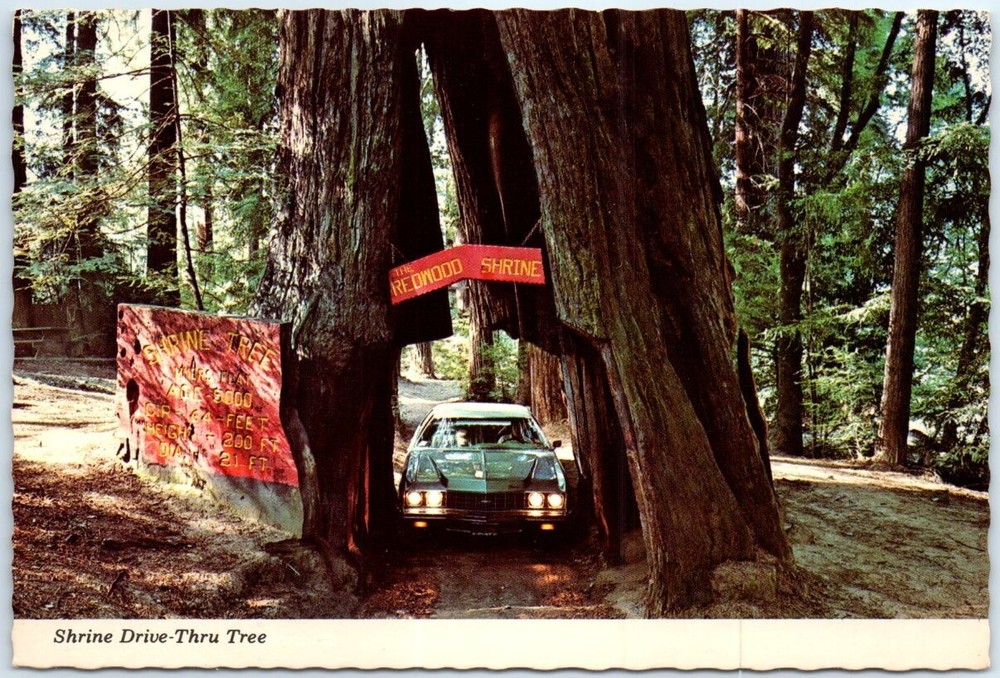 Postcard Shrine Drive-Thru Tree, Historical Shrine Tree, Myers Flat, California