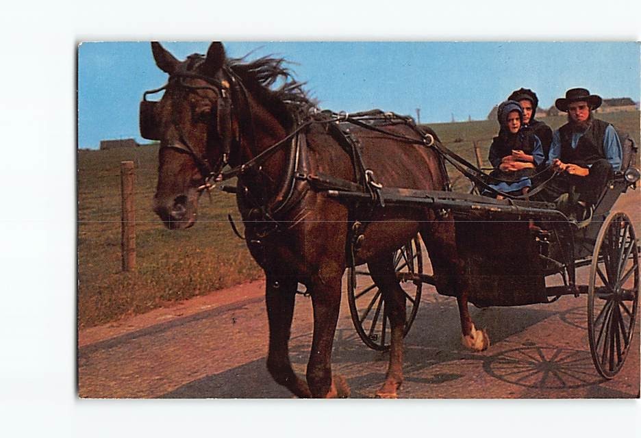 Postcard An Amish Family Buggy Pennsylvania USA