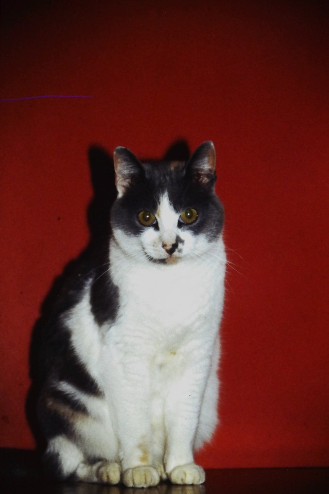 c1970's 35mm Slide Film, Domestic Cat Portrait Red Background Animal Color Photo