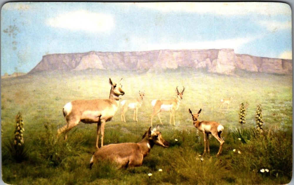 Vintage American Antelope Postcard - Denver Museum of Natural History