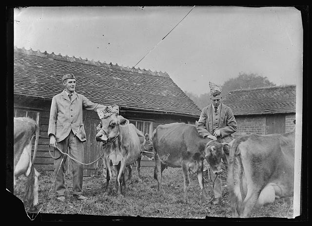 Salisbury England 1918 American Red Cross Hospital Soldiers Farm Cows