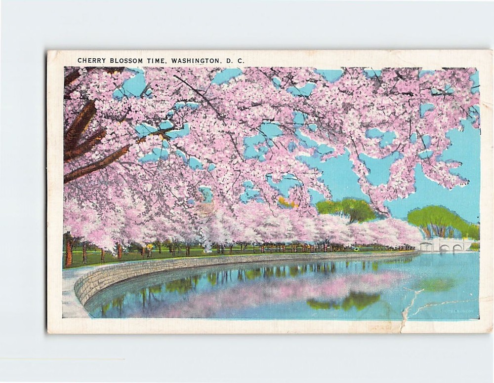 Postcard Cherry Blossom Time Washington DC USA