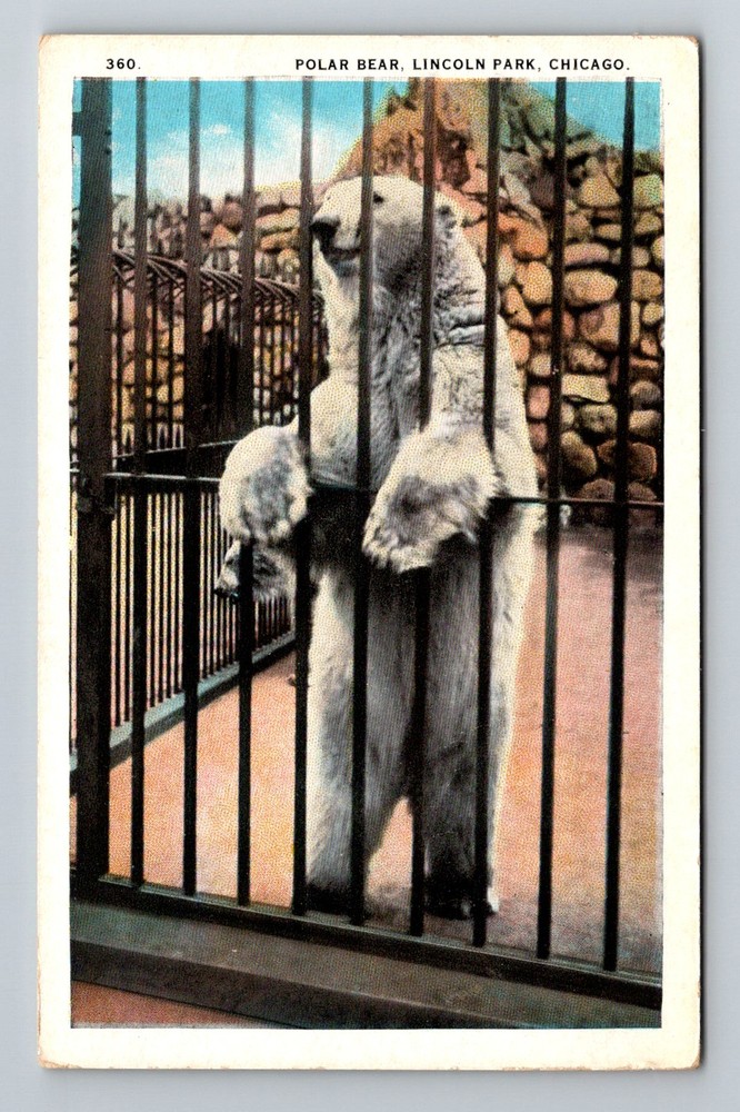 Chicago, IL-Illinois Polar Bear Lincoln Park Zoo Animal Exhibit Vintage Postcard