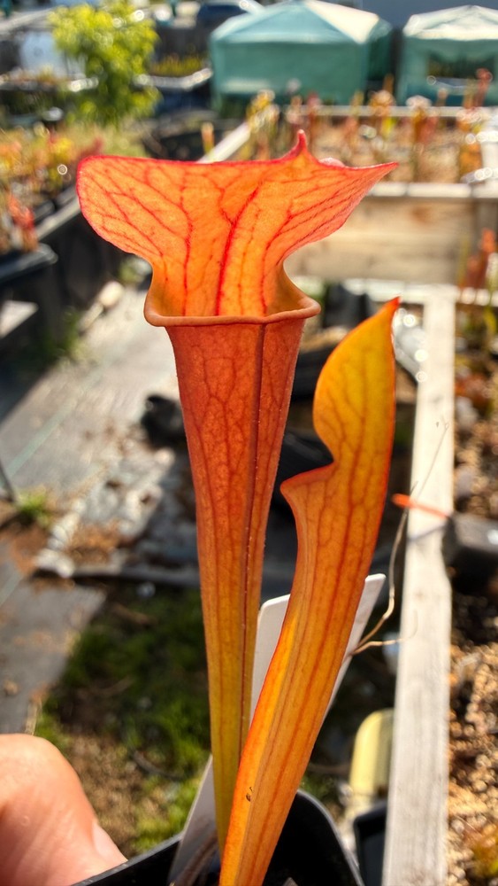 Sarracenia - 🔥🔥 Catesbaei Red x Waccamaw 🔥🔥 (P)