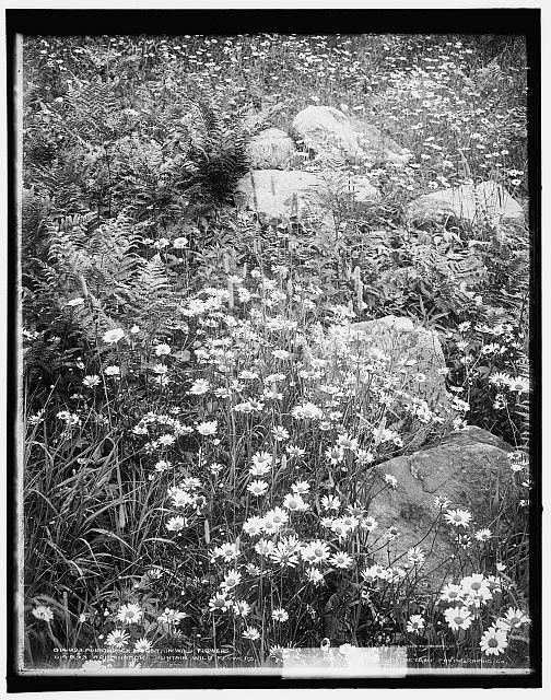 Adirondack mountain wildfowers,New York,NY,Detroit Publishing Company,c1902 1