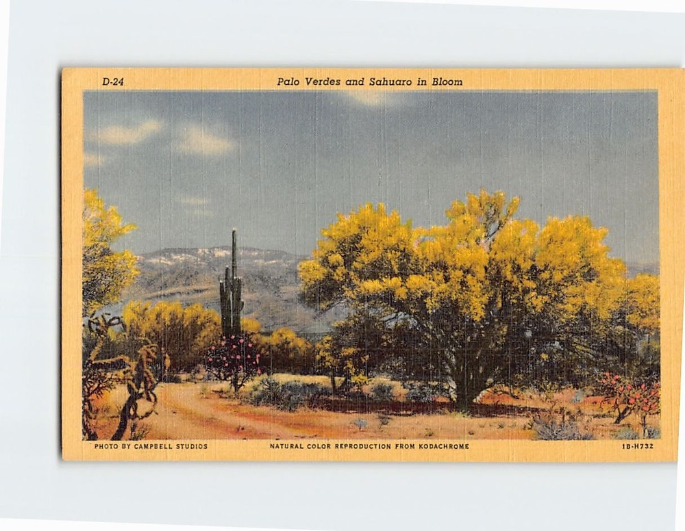 Postcard Palo Verdes and Sahuaro in Bloom Giant Cactus Desert Arizona USA
