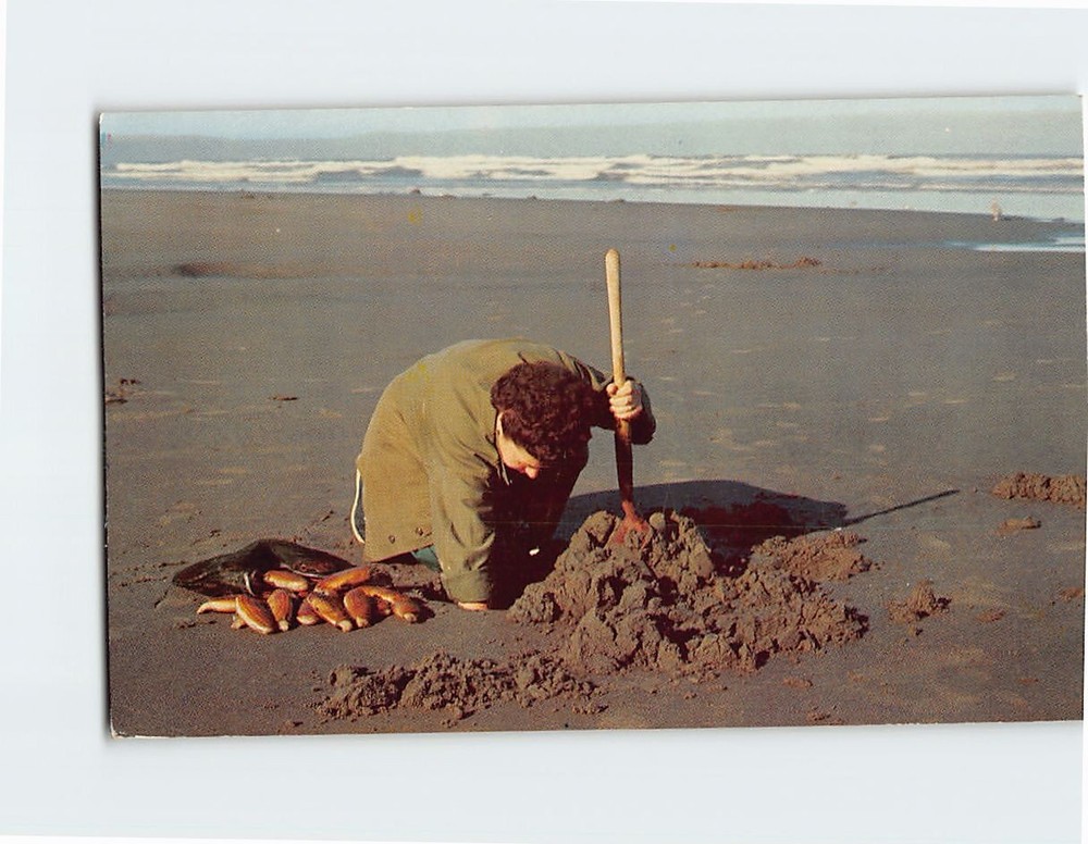 Postcard Clam Digging Pacific Coast Beaches