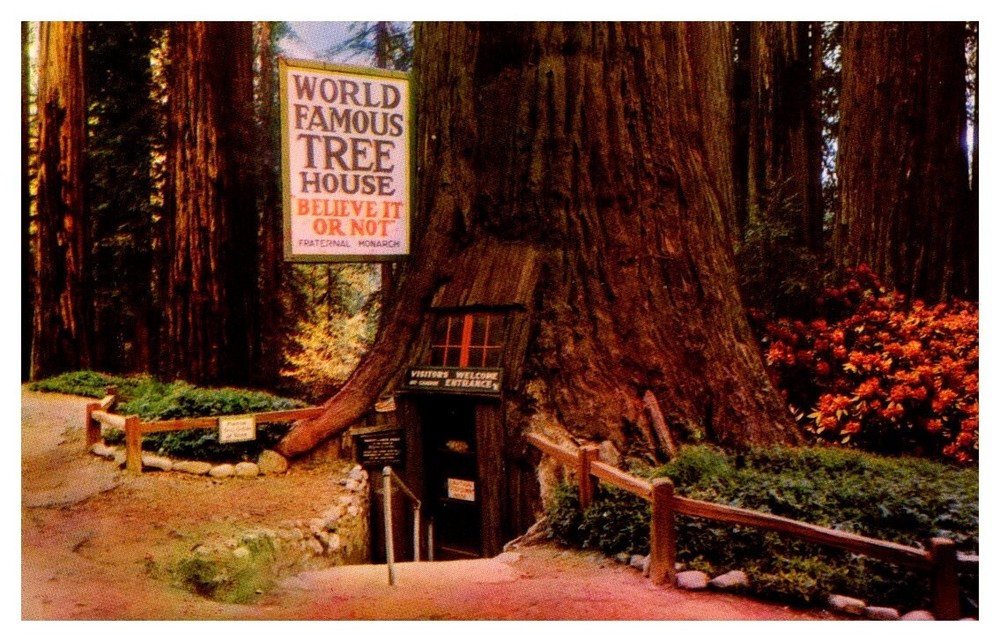 1950s World Famous Tree House Redwood Highway California Vintage Postcard