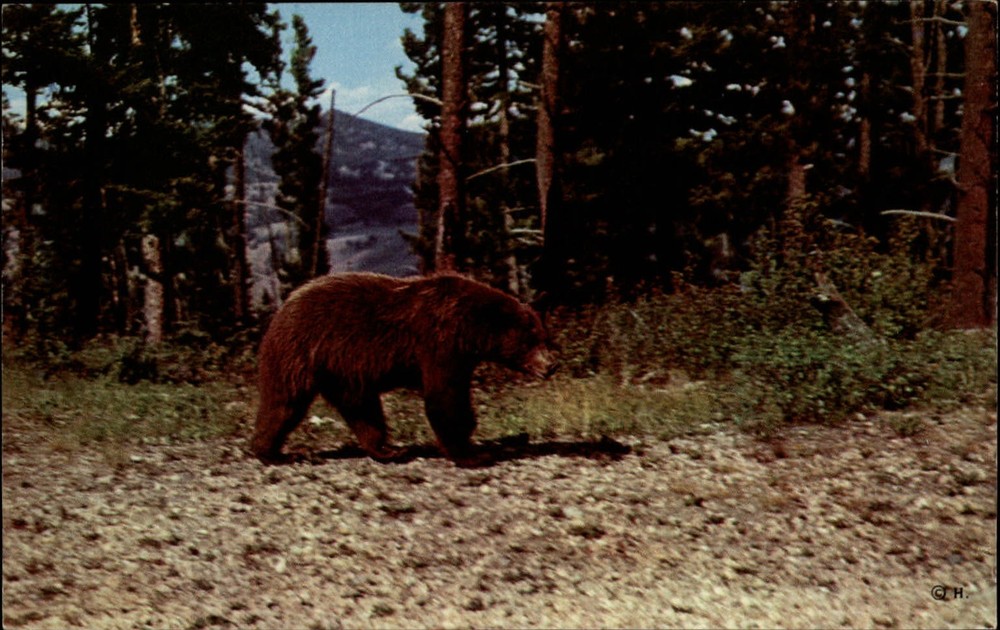 Yellowstone Natl Park Wyoming brown bear trees mountain unused vintage postcard